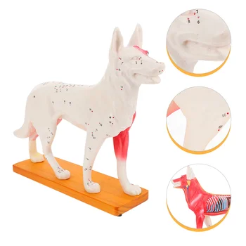 Pes Acupoint Model Profesionálnej Akupunktúra Psie Vyučovanie Vzdelávacích Nástrojov Pvc Školy